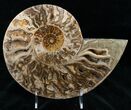 Choffaticeras (Daisy Flower) Ammonite #12455-2